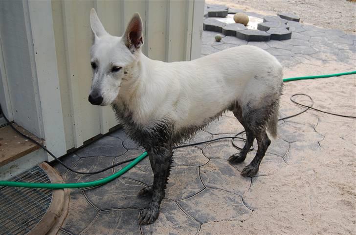 Hvid schæfer Egeborgs Money - Sådan ser en hvid hund ud, efter en tur i mosen :o) billede 18