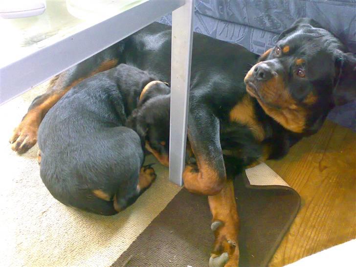 Rottweiler Buller - Buller & Basse 13/2-2008 billede 20
