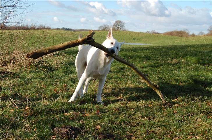 Hvid schæfer Egeborgs Money billede 19