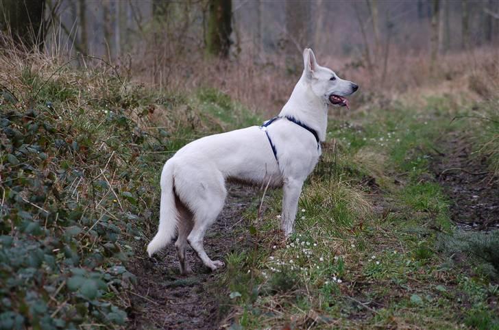 Hvid schæfer Egeborgs Money billede 20