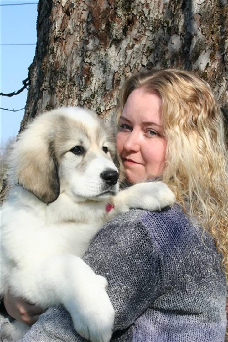 Pyreneerhund Frigg - Alta Colina`s Edelweiss   "Frigg".  www.fensalir.dk billede 1