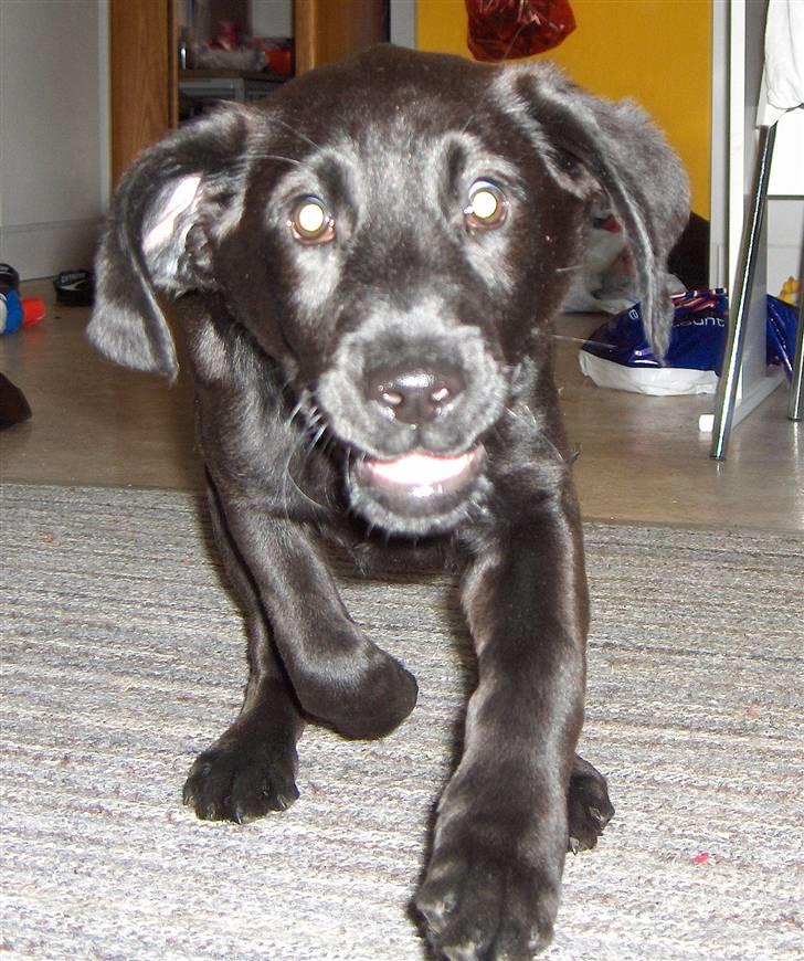 Blanding af racer chilli - Skal vi lege nu?? billede 1