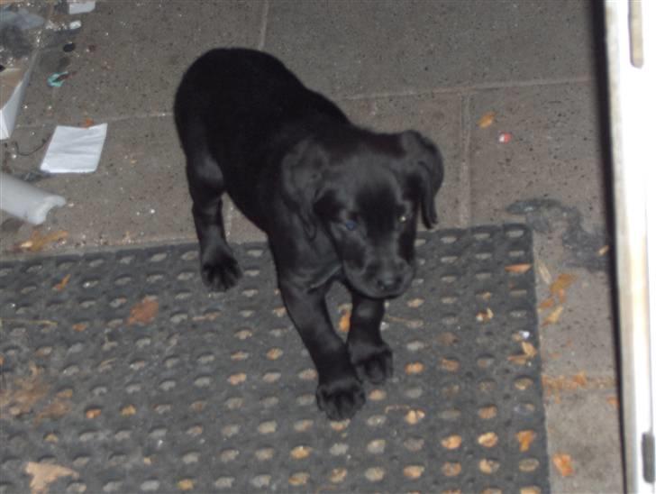 Blanding af racer chilli billede 2