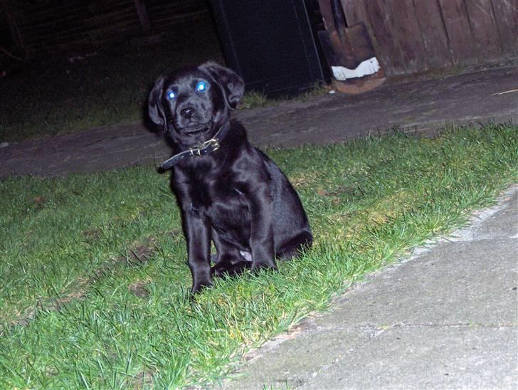 Blanding af racer chilli billede 3