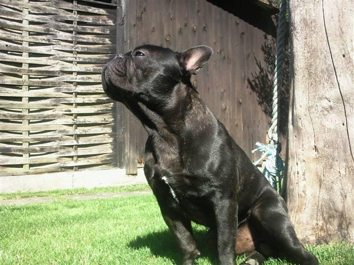 Fransk bulldog Oscar aka Batmand 1 - sidder lige og nyder solen billede 16