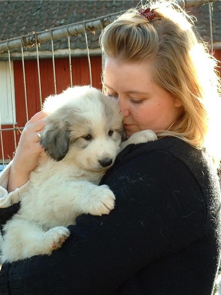 Pyreneerhund Frigg - Fenris billede 2
