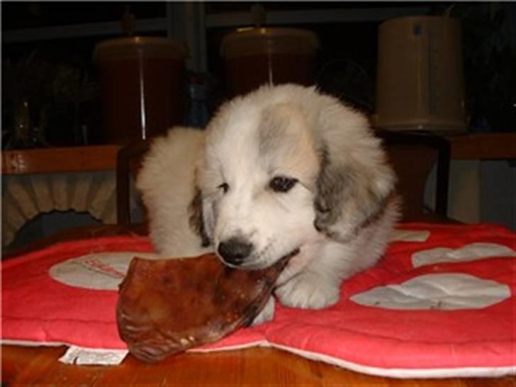 Pyreneerhund Frigg - Fenris med griseøre billede 3