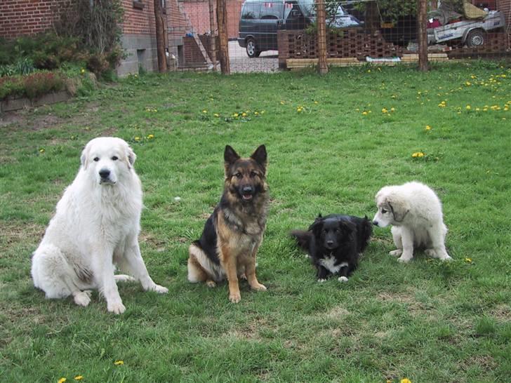Pyreneerhund Frigg - Frigg og venner billede 4