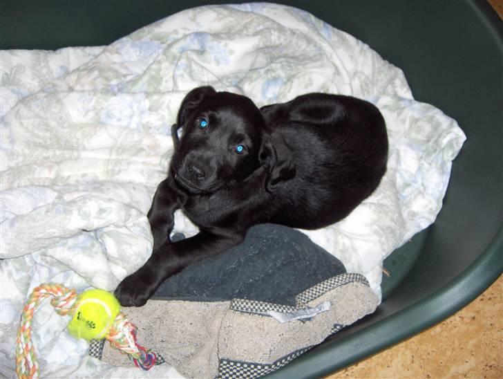 Blanding af racer chilli billede 4