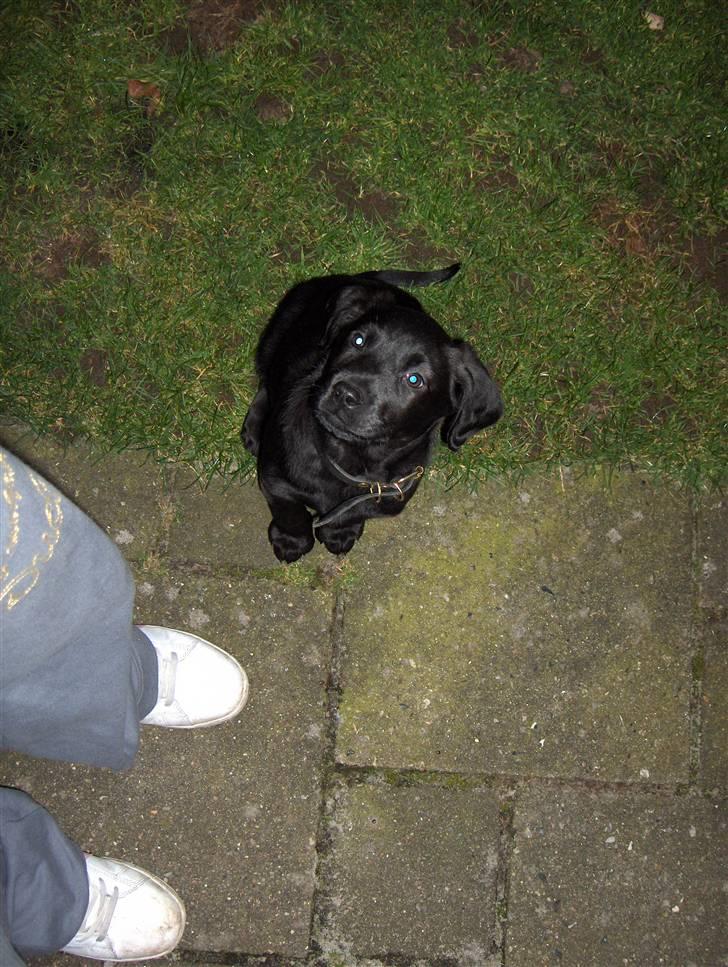 Blanding af racer chilli billede 5