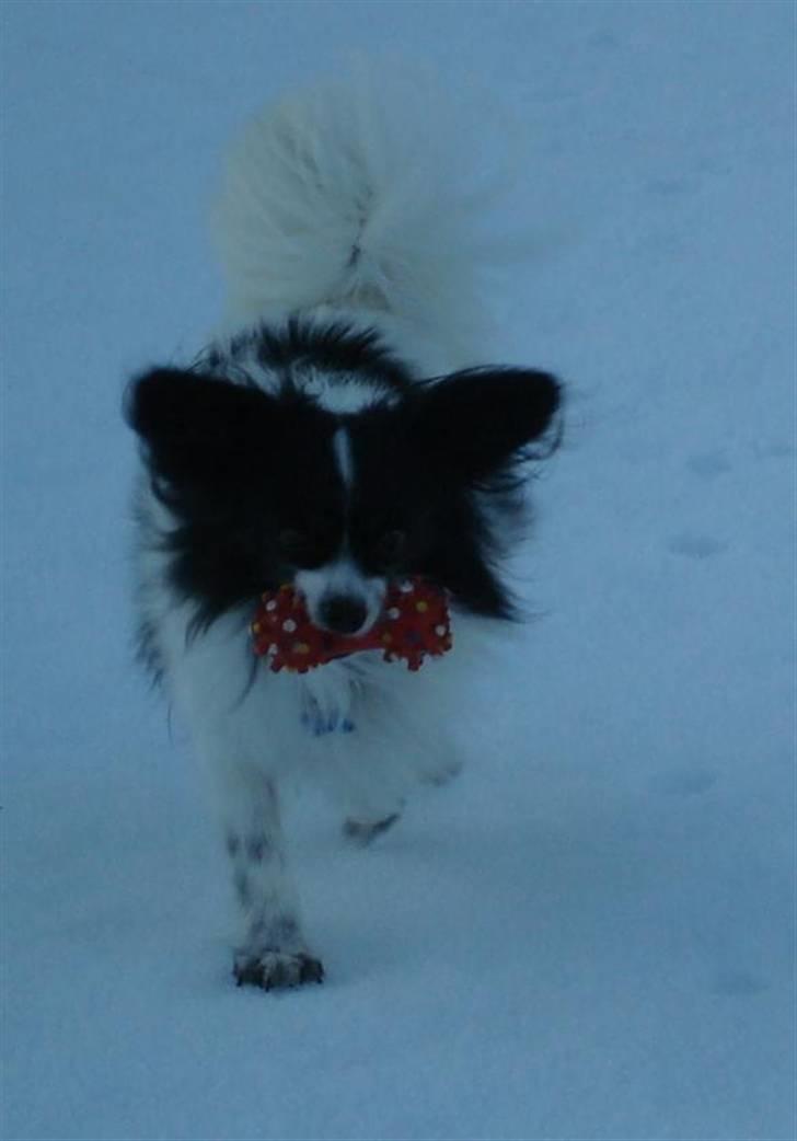 Papillon Quinto (forældres) - 2011 billede 15