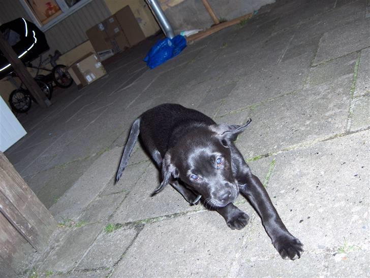 Blanding af racer chilli billede 6