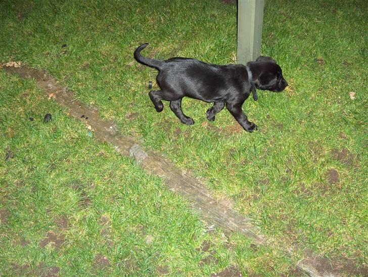 Blanding af racer chilli billede 7