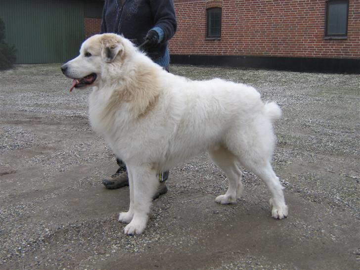 Pyreneerhund Frigg - Fenris billede 5