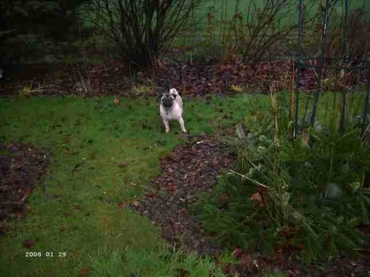 Mops Wictoria billede 2