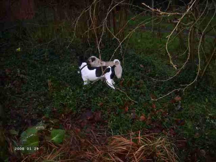 Mops Wictoria billede 3