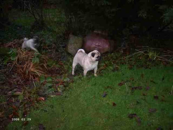 Mops Wictoria billede 4