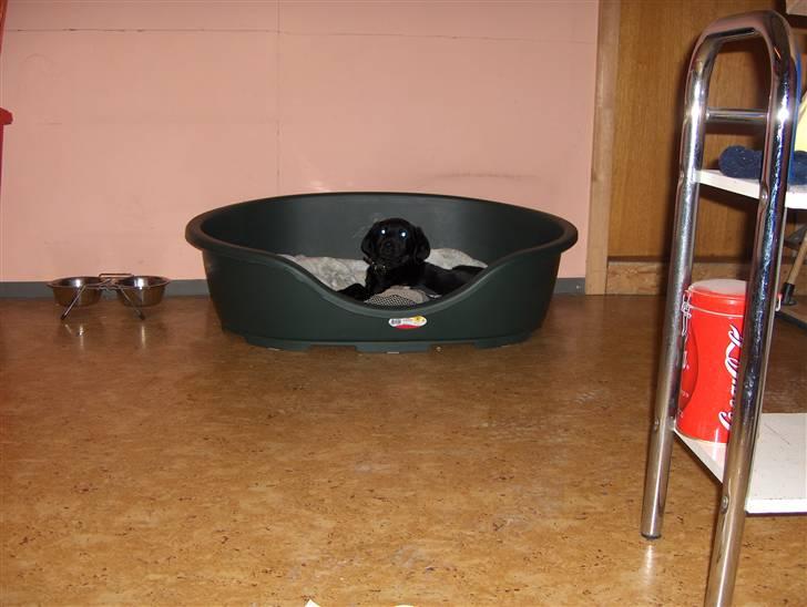 Blanding af racer chilli billede 8