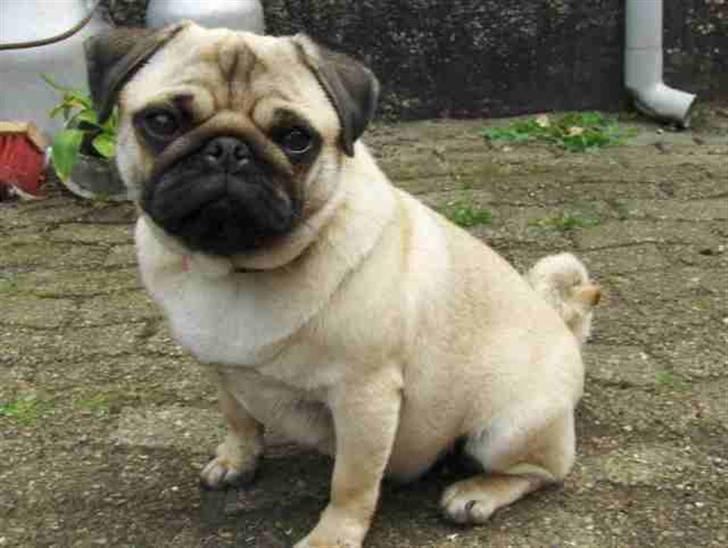 Mops Wictoria billede 5