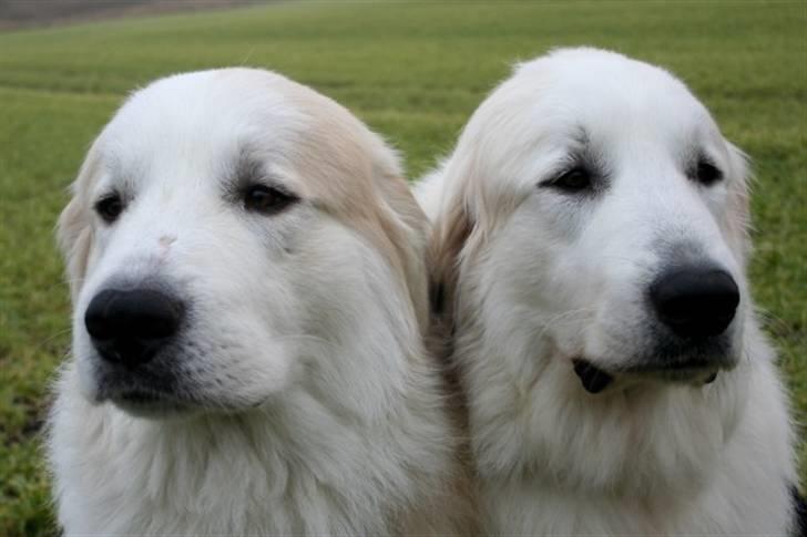 Pyreneerhund Frigg - Fenris og Bubbles billede 6