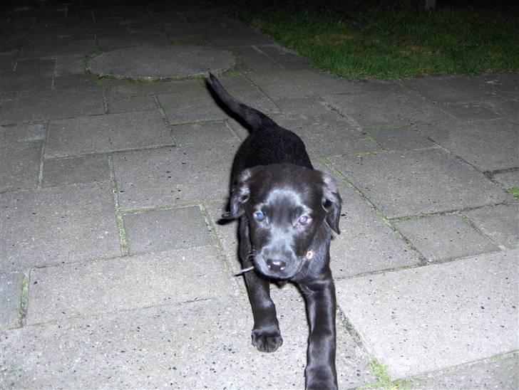 Blanding af racer chilli billede 9