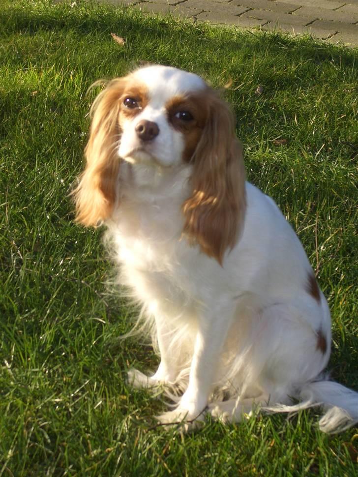 Cavalier king charles spaniel Fluffy billede 3