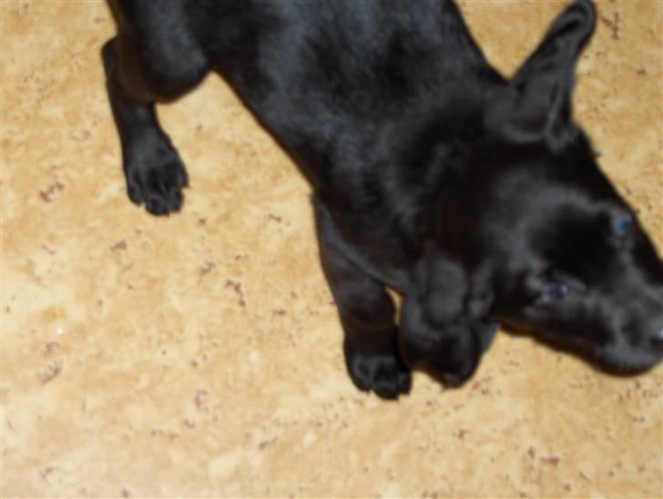 Blanding af racer chilli billede 10