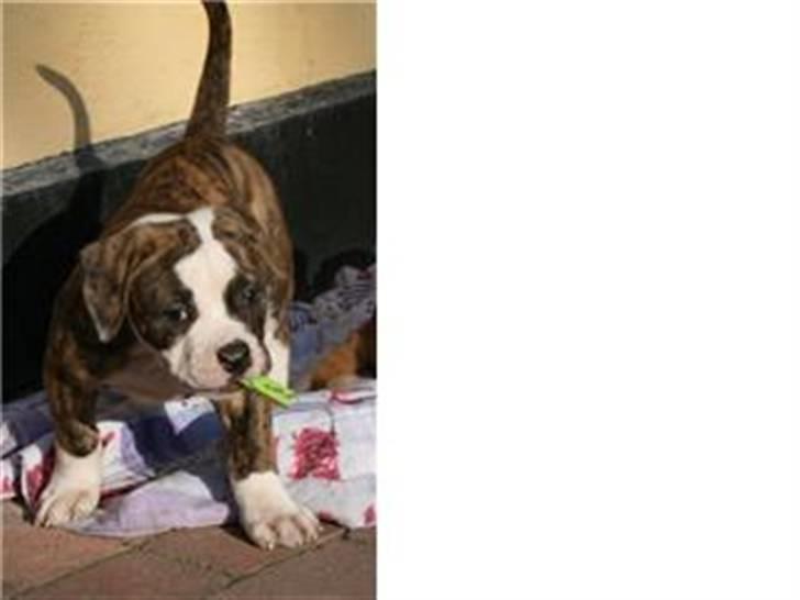 Amerikansk bulldog Pink. R.I.P 27/7-09 - før vi hentet hende. ca. 6uger billede 5