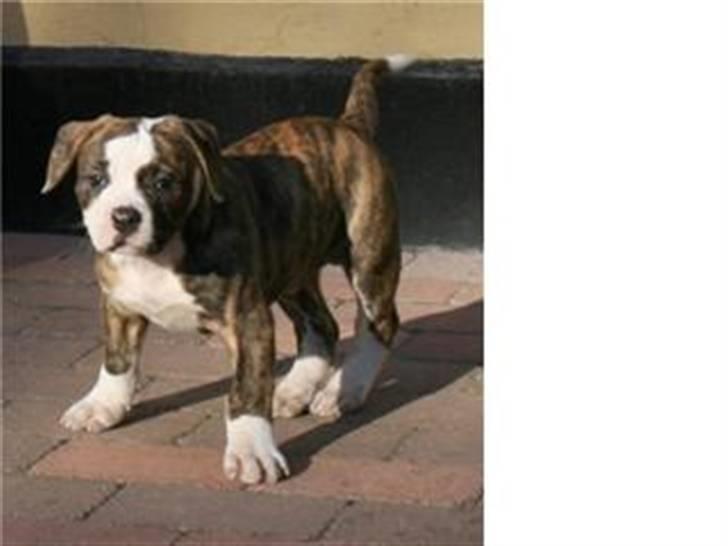 Amerikansk bulldog Pink. R.I.P 27/7-09 - Mega nuser.-) billede 6