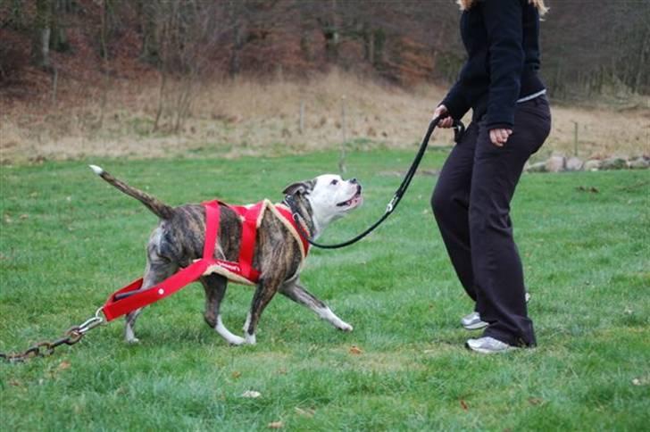 Amerikansk bulldog Margrethelunds Zjanel billede 12