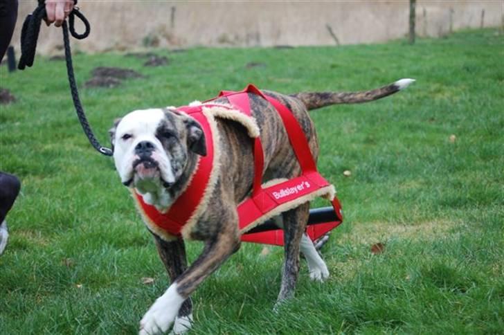 Amerikansk bulldog Margrethelunds Zjanel billede 13