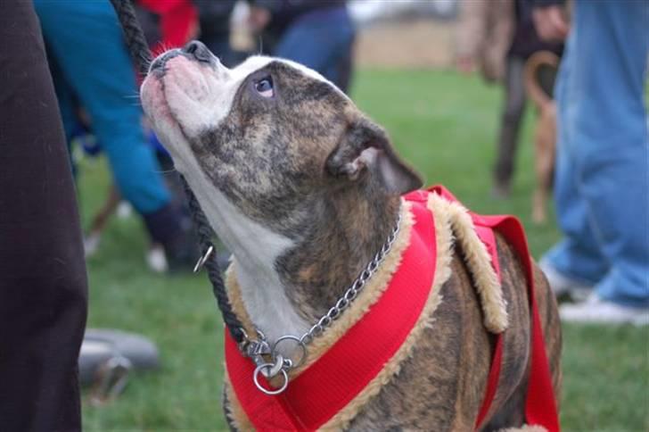 Amerikansk bulldog Margrethelunds Zjanel billede 14