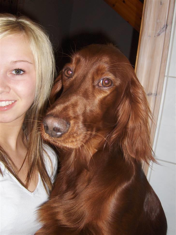 Irsk setter Lohmans Norma - Chica og jeg igen :D billede 15