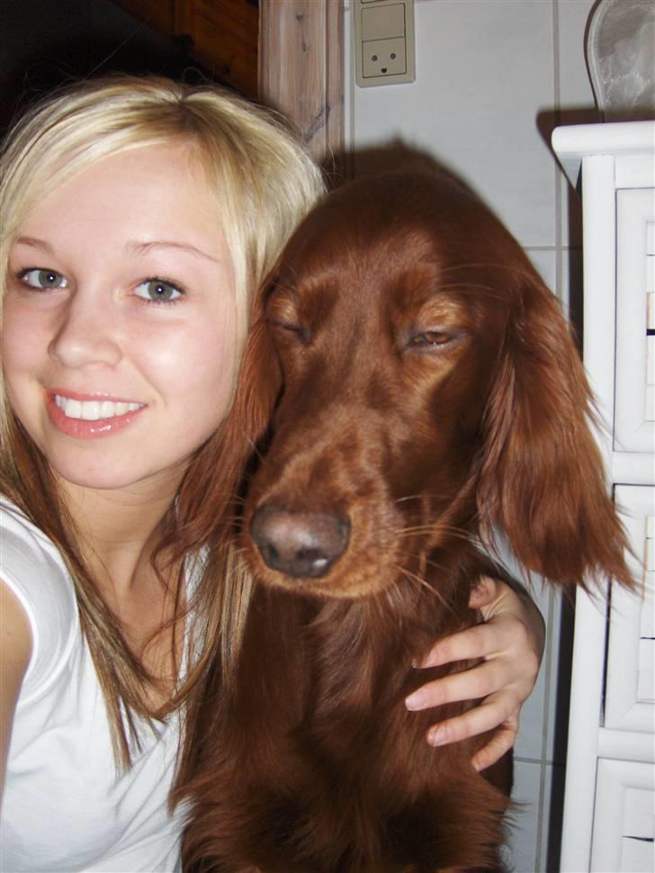 Irsk setter Lohmans Norma - Chica der syntes at det er dejligt at blive kælet så den er lige ved at falde i søvn.. billede 16