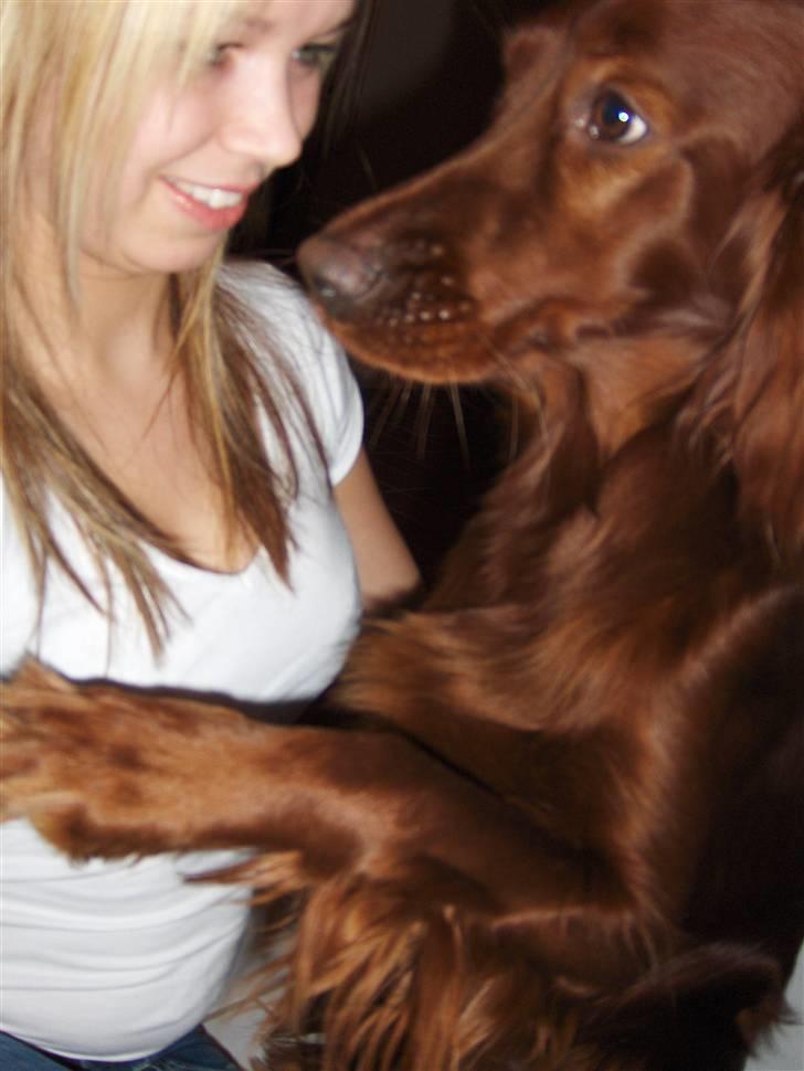 Irsk setter Lohmans Norma - Chica der lige ville give en lille krammer. Den kærlige hund ! billede 17