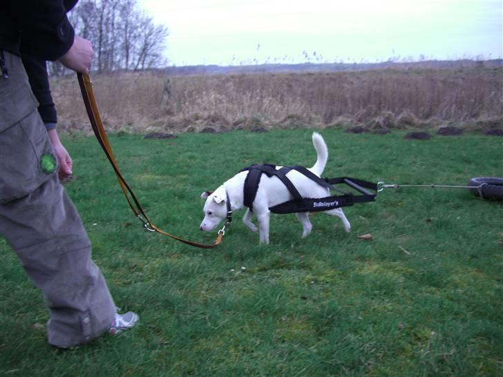 Jack russell terrier Futte billede 14