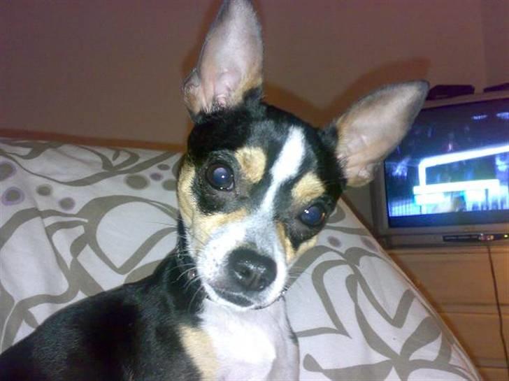 Chihuahua Daffy billede 1