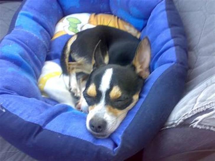 Chihuahua Daffy billede 2