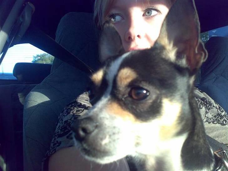 Chihuahua Daffy billede 3