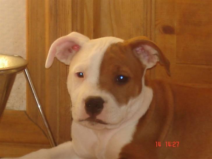 Staffordshire bull terrier Bonzai-Staff's Armani billede 1