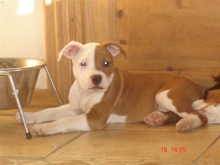 Staffordshire bull terrier Bonzai-Staff's Armani billede 2