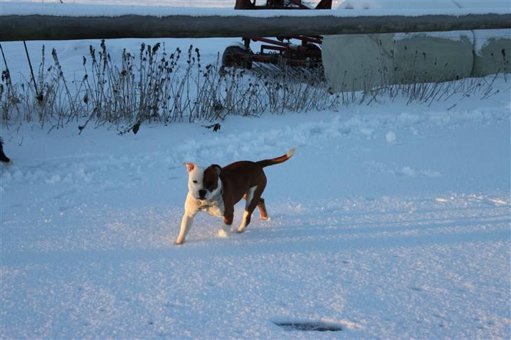 Staffordshire bull terrier Bonzai-Staff's Armani billede 3