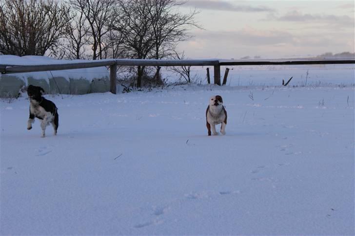 Staffordshire bull terrier Bonzai-Staff's Armani billede 4