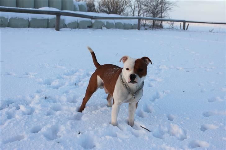 Staffordshire bull terrier Bonzai-Staff's Armani billede 5