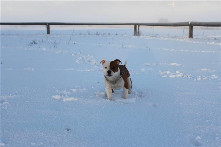 Staffordshire bull terrier Bonzai-Staff's Armani billede 6
