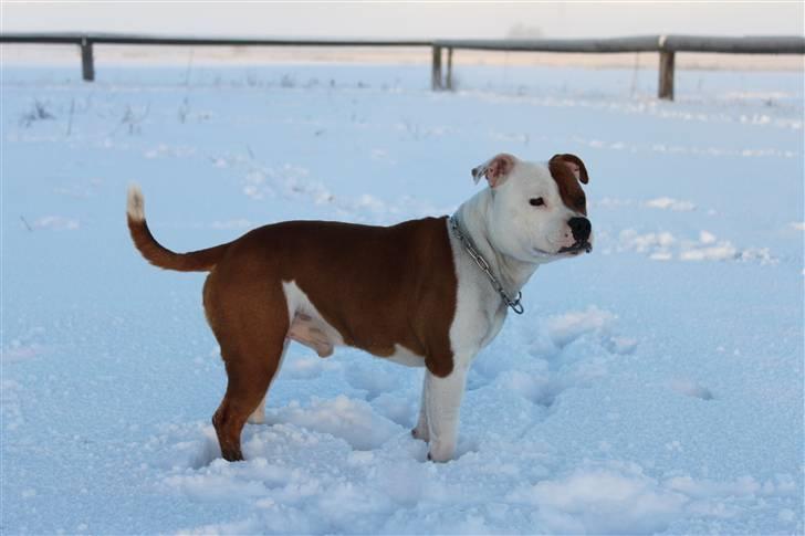 Staffordshire bull terrier Bonzai-Staff's Armani billede 7