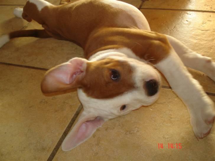 Staffordshire bull terrier Bonzai-Staff's Armani billede 8