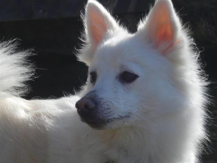 Japansk spids Akira billede 1