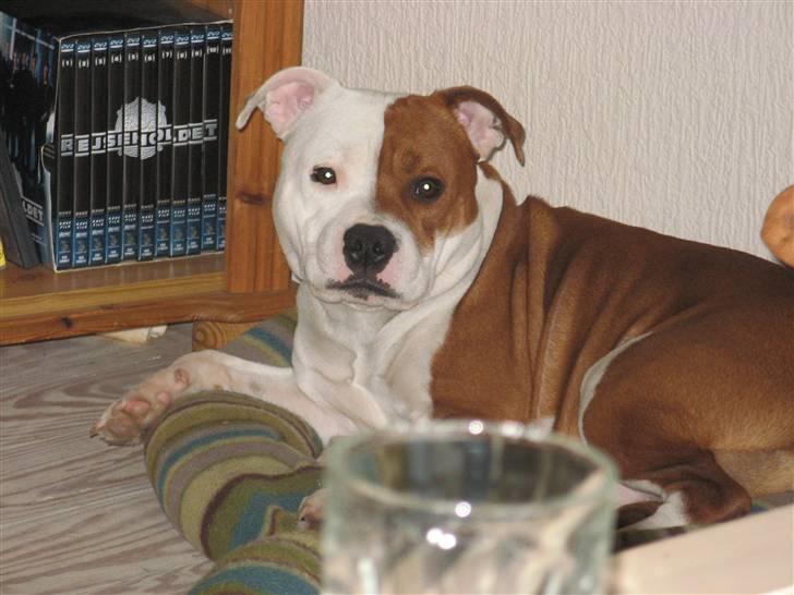 Staffordshire bull terrier Bonzai-Staff's Armani billede 10