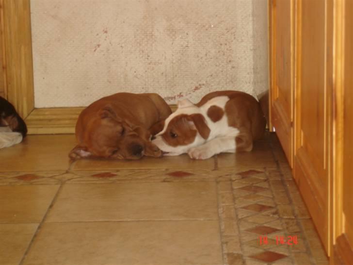 Staffordshire bull terrier Bonzai-Staff's Armani billede 11